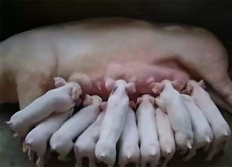 普旺獸藥廠家母無憂套餐00